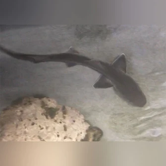 Grey Smooth Hound Shark - Image 3