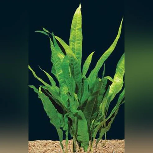 java fern