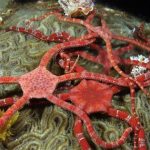 Brittle Starfish koi