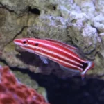 Peppermint Hogfish 
