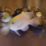 Pink Damselfish
