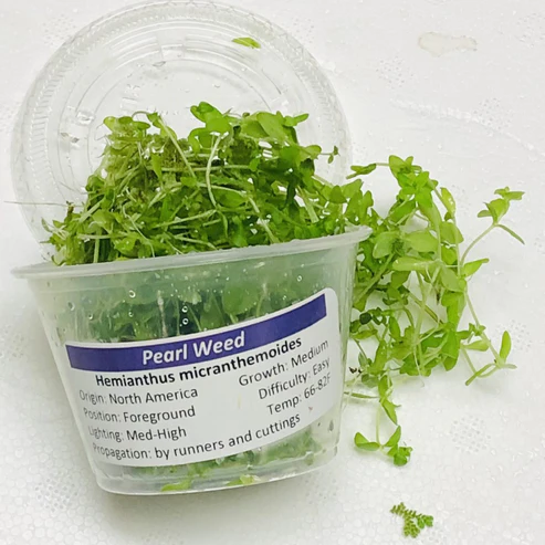 pearl weed