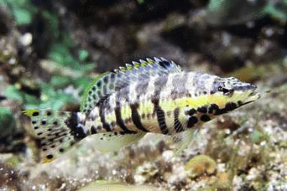 Harlequin Basslet
