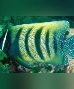 Six Bar Angelfish