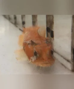 Orange Toadfish