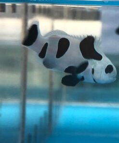 Black Storm Clownfish