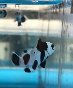 Alternative view of Black Storm Clownfish