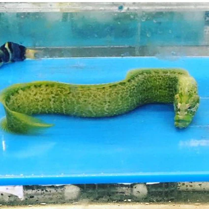 Wolf Eel