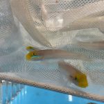 Gold Head Sleeper Goby