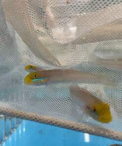 Gold Head Sleeper Goby
