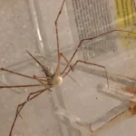 Arrow  Crab
