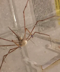 Arrow  Crab