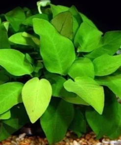 Barteri Anubias
