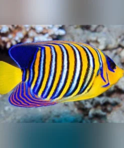 Regal Angelfish