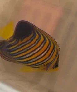 Alternative view of Regal Angelfish